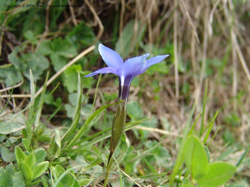 Gentiana angulosa--Georgia. Kazbeki . Trail-road to Sameba Church. 2 Jun 05. 480.jpg