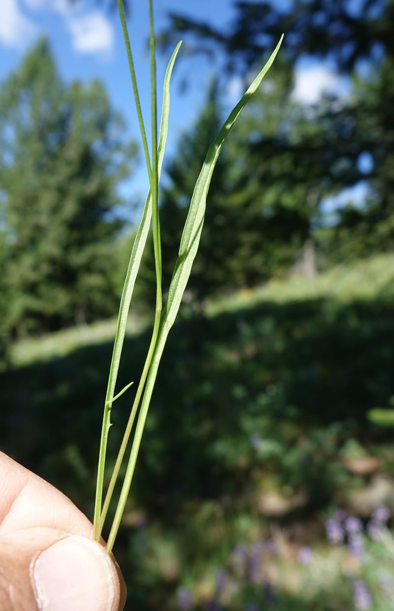Microseris nutans, C. Davidson 13699--ID. Idaho Co. Road to Smith Knob L.O. 11 July 2017. DSC03081 (114).JPG
