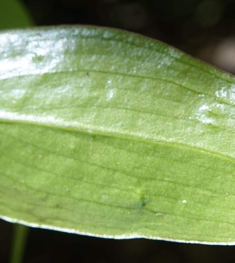Petermannia cirrosa, Davidsonm C 13363--Australia. Qld. Springbrook N.P. Mt. Cougal Sect. 19 Oct 2016. DSC03346 (13).JPG