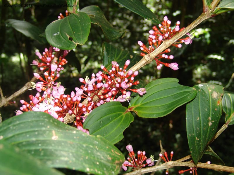 Medinilla, ROR1585--Madag. Parc Nat. Montagne d'Ambre. 11 Nov 06. 119.jpg