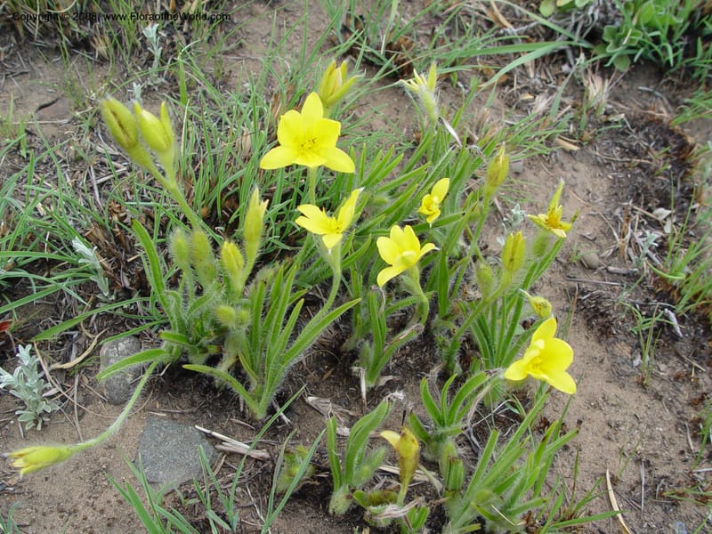 Hypoxis costata--So. Africa. Drakensberg Mts. Giant's Castle. 4 Oct 03. 009.jpg