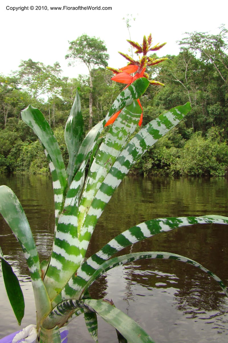 Aechmea, RVasquez34772--Peru. Loreto. Dist. Nauta. Qbda Nawapa, Rio Tigre. 11 Nov 08. 569.jpg
