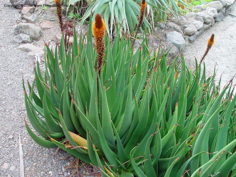 Aloe berhana. 65.1535--CA. UC Berkeley Bot. Gard. 11 Feb 03. 032.jpg