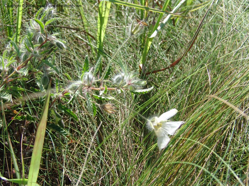 Monsonia praemorsa--So.Africa. E. Cape. Umtamvuna Nat. Res. 11 Mch 05. 317.jpg