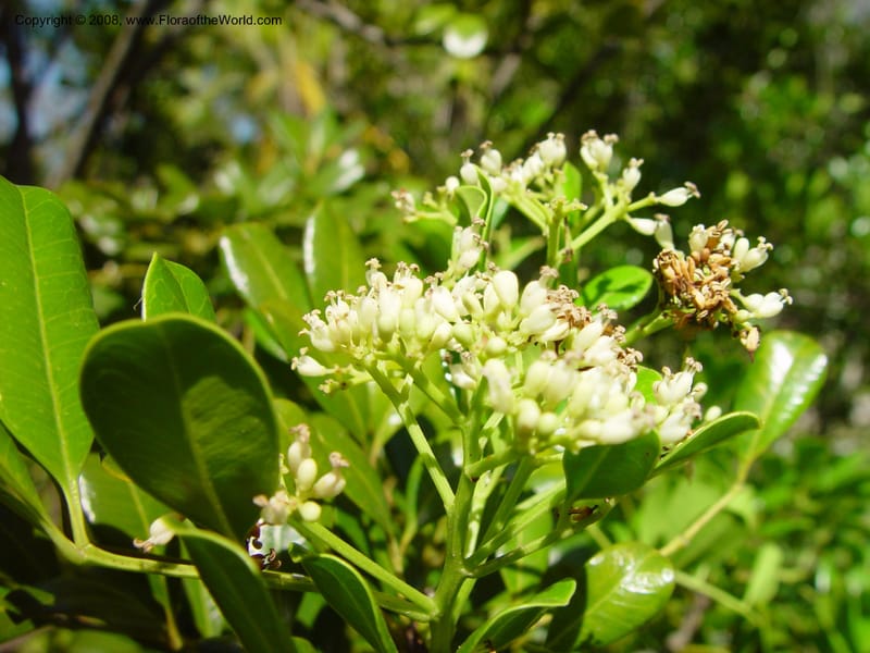 Zanthoxylum coriaceum--FL. Fairchild Tropical Gard. 7 Apr 03. 357.jpg