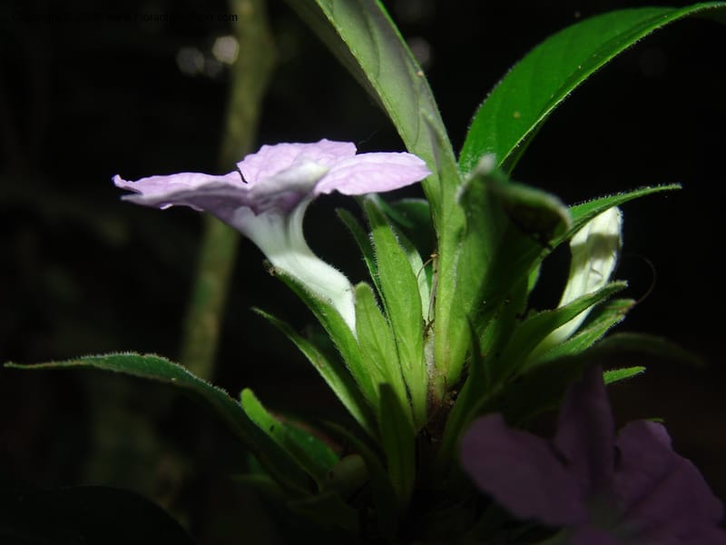 Ruellia yurimaguensis, AAraujo-M.1517A--Bolivia. Pq. Nac. Madidi. Laguna Chalalan. 26 Nov 04.004.jpg