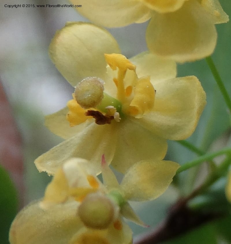 Berberis, Boufford, D 43610--China. Sichuan. ShaShiDuo. 8 May 2014. DSC04232 (211).JPG