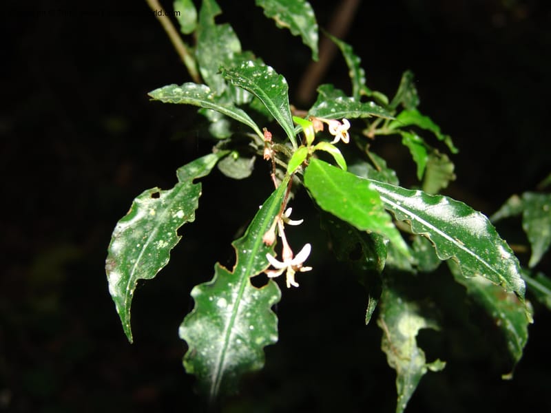 Hoffmannia steyermarkii, N.Martinez509--MX. Chiapas. Res. Biosf. El Triunfo. Trail NW along stream. 9 Nov 04. 079.jpg