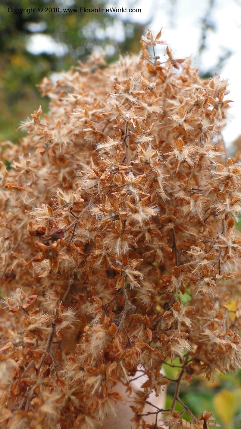Holodiscus discolor, C. Davidson 11817--OR. Hood River Co. Old Dalles Rd., 2 mi E of E. Side Dr. 10 Sep 10. 001 (138).jpg