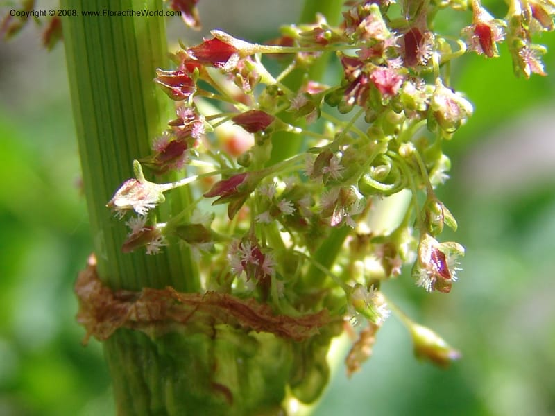 Rumex alpina--Georgia. Kazbegi region. Kora Gorge. 3 Jun 05. 031.jpg