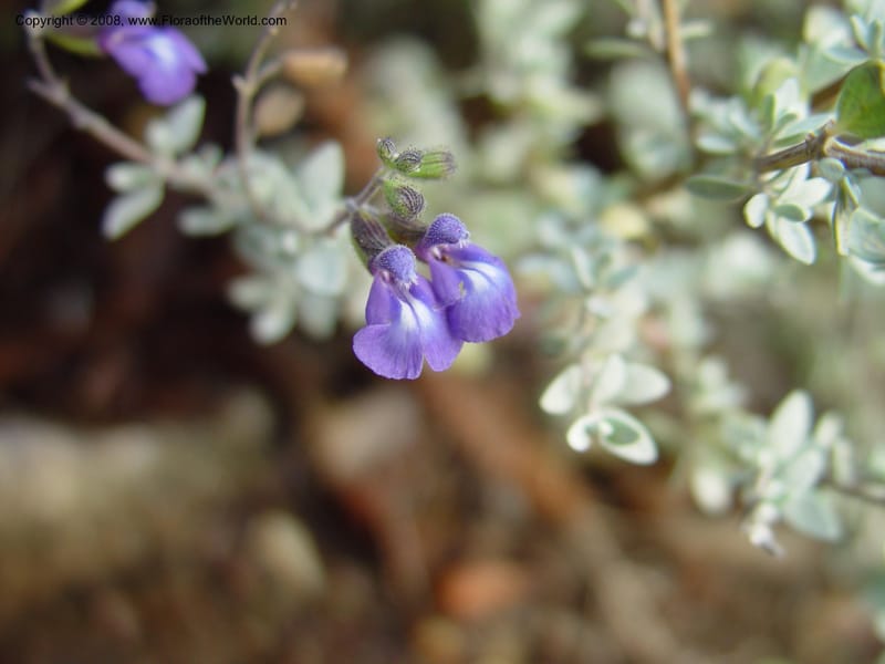 Salvia thymoides--CA. UCLA. Mathias Bot. Gard. 13 Feb 03. 138.jpg