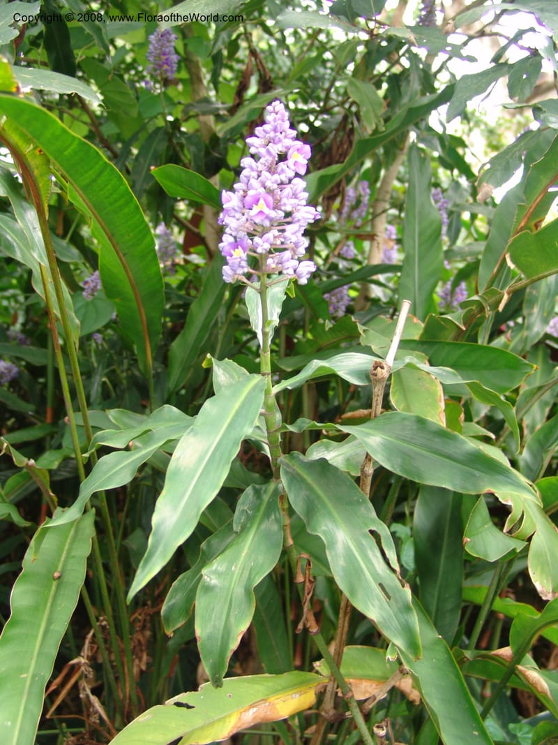 Dichorisandra thyrsiflora--So. Africa. Durban Bot. Garden. 14 Mch 05. 150.jpg