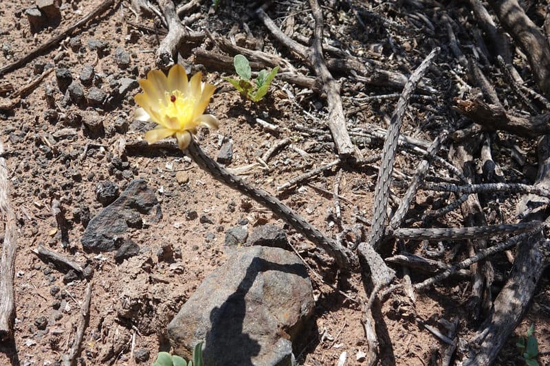 Pterocactus tuberosus--Argentina. Hwy 150, S of Ischigualasto. 7 Feb 2018. DSC09263 (86).JPG