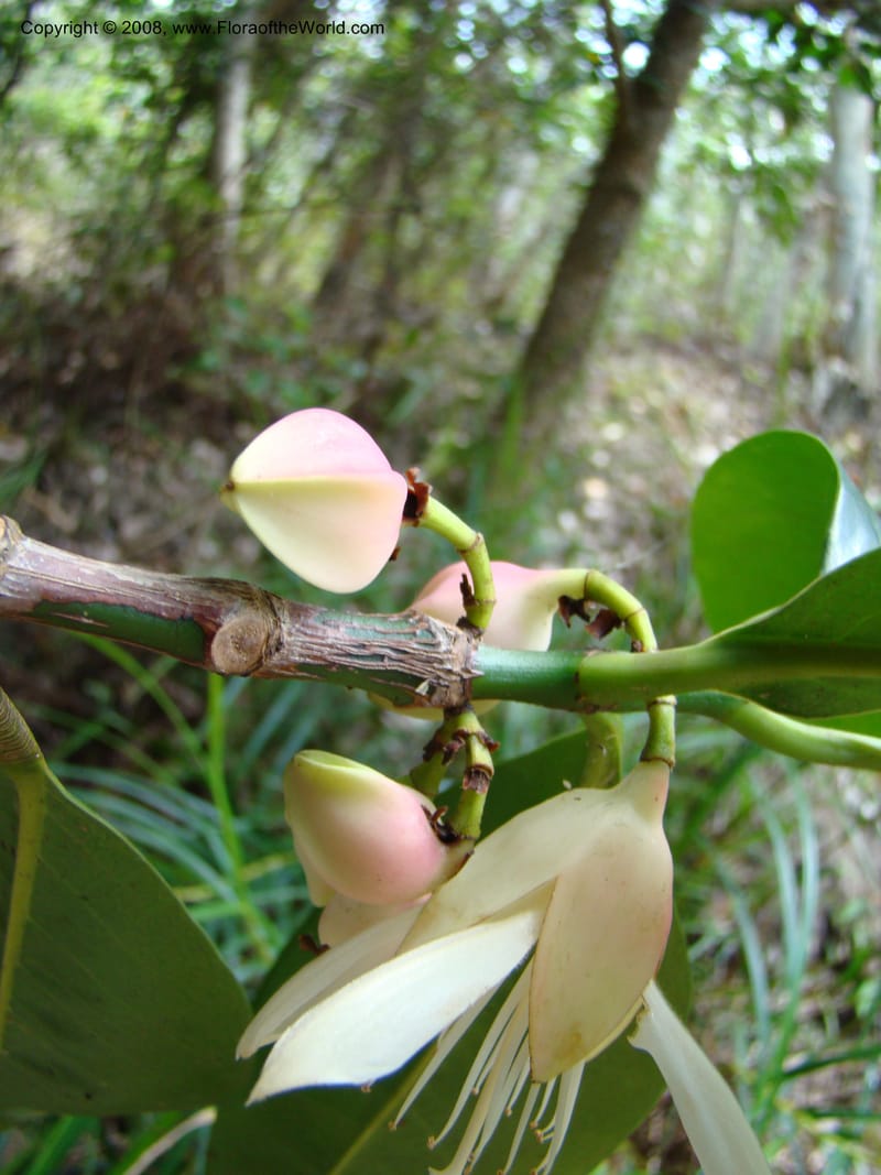 Crossostylis grandiflora, JMunzinger4754--New Caledonia. Les Trois Creeks. 13 Nov 07. 008.jpg