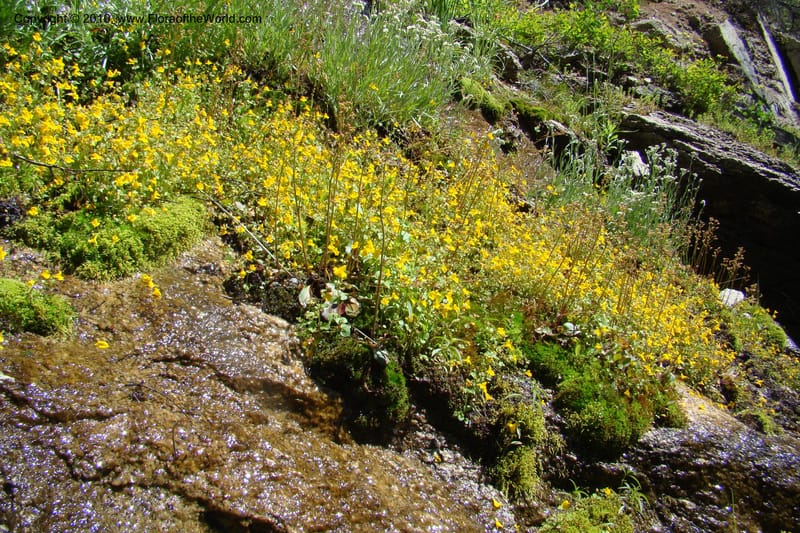 Mimulus guttatus, C. Davidson 11462--ID. Valley Co. Warm Lake. 16 June 2009. 078.jpg