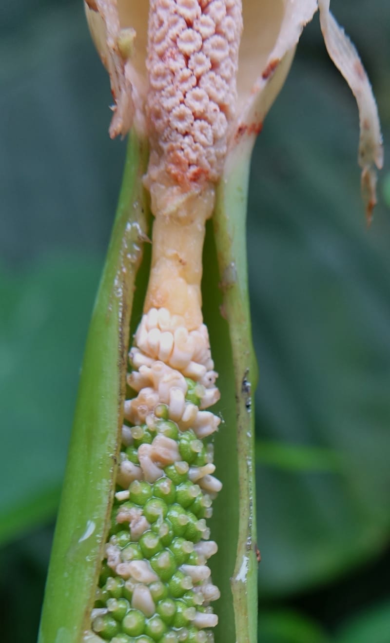 Colocasia formosana, Chung Kuo-Fang 3352--Taiwan. Wulai Distr. Wulai village. Hsing Hsian Trail. 19 May 2016. DSC03046 (221).JPG
