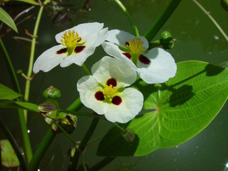 Sagittaria montevidensis--FL. Fairchild Tropical Gard. 8 Apr 03. 216.jpg