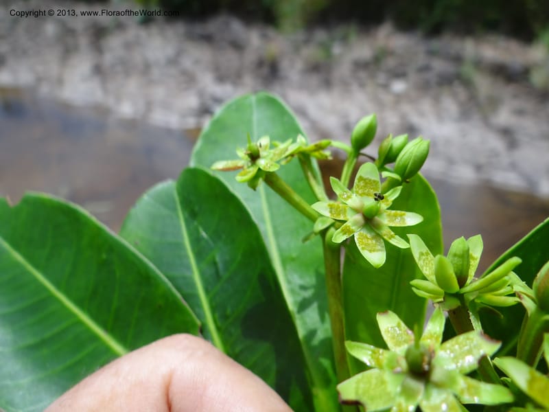 Tetramerista glabra, SAN.153201--Sabah. Klias Forest Reserve. 3 Apr 2012. DSC06489 (103).JPG