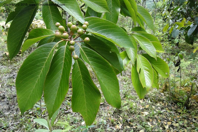 Cornus, Regalado 1800--Viet Nam. Trail to Siu Chai Commune. 5 May 2011. 167 (2).jpg