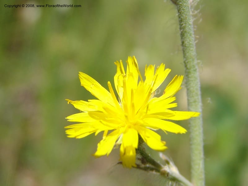 Hieracium scouleri v. albertinum--ID. Valley Co. Sylvan Beach, Reservoir trail. 13 Aug 05. 119.jpg