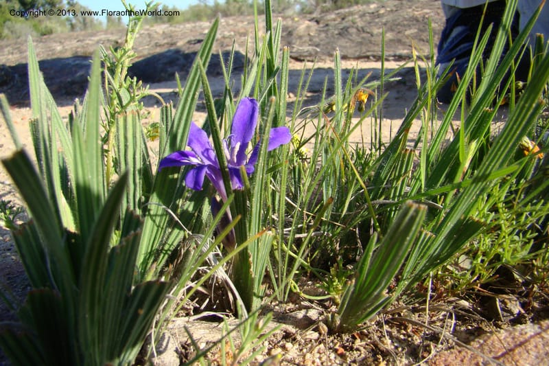 Babiana sambucina ssp. longibracteata, C. Davidson 11555--South Africa. Northern Cape. Papkuilsfontein. 25 Aug 09. 076 (3).jpg