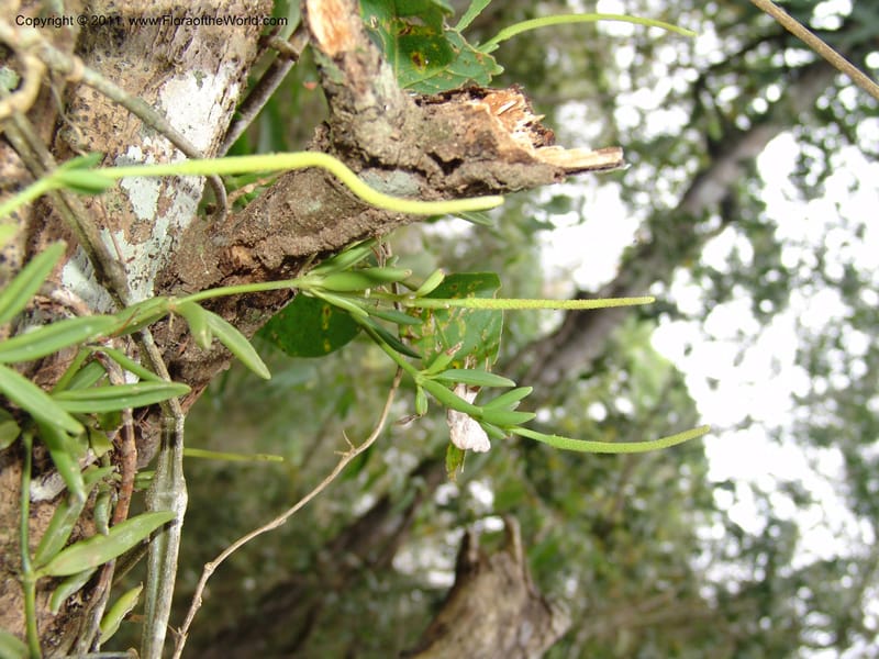 Peperomia bopiana, AraujoM2901--Bolivia. F. Tamayo. Rio Machariapu. 17 Sep 06. 135 (2).jpg