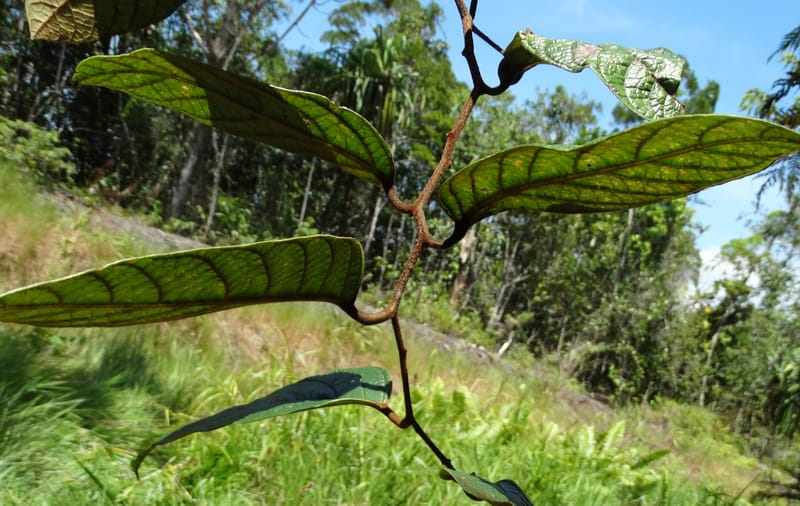 Cryptocarya constricta, Munzinger, J 7371--Fiji. Wailevu Rd. 6 Nov 2015. DSC09880 (2).JPG
