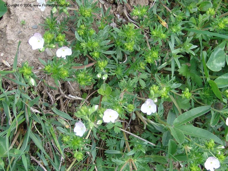 Veronica chamaedrys--Georgia. Kazbeki . Trail-road to Sameba Church. 2 Jun 05. 127.jpg
