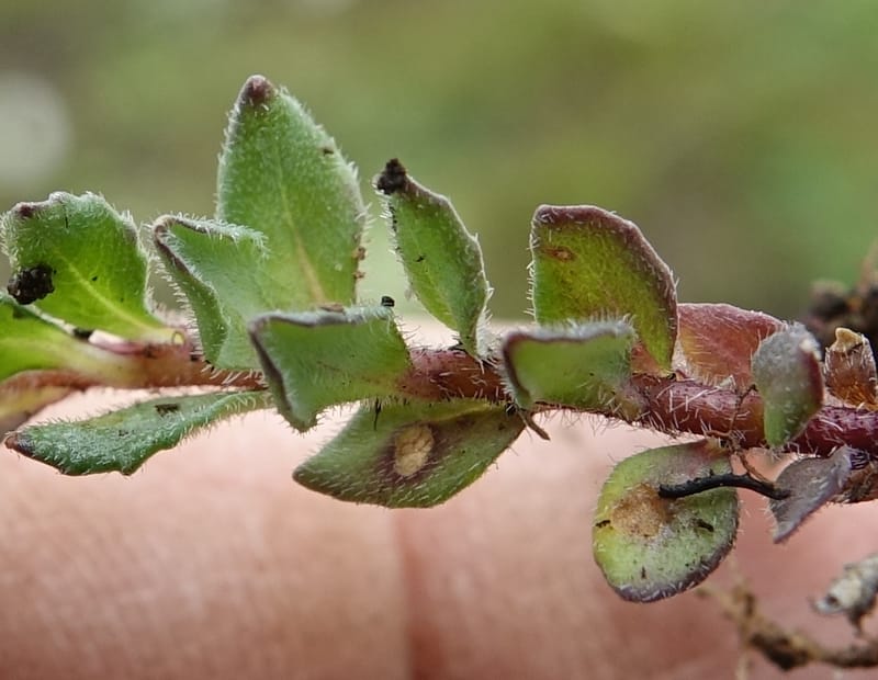 Cyananthus incanus, D. Boufford 44022--China. Sichuan. Daocheng Xian. 14 Aug 2017. DSC05676 (237).JPG