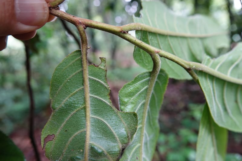 Horsfieldia prainii, D. Boufford 44155--China. Yunnan. Bam Po village. 5 May 2018. DSC02406 (103).JPG