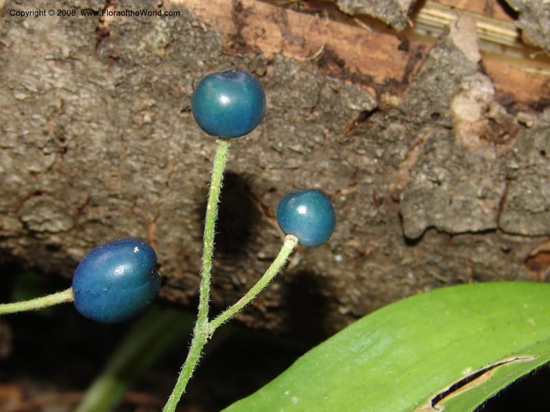Clintonia uniflora--ID. Valley Co. Sylvan Beach reservoir trail. 21 Aug 05. 026.jpg