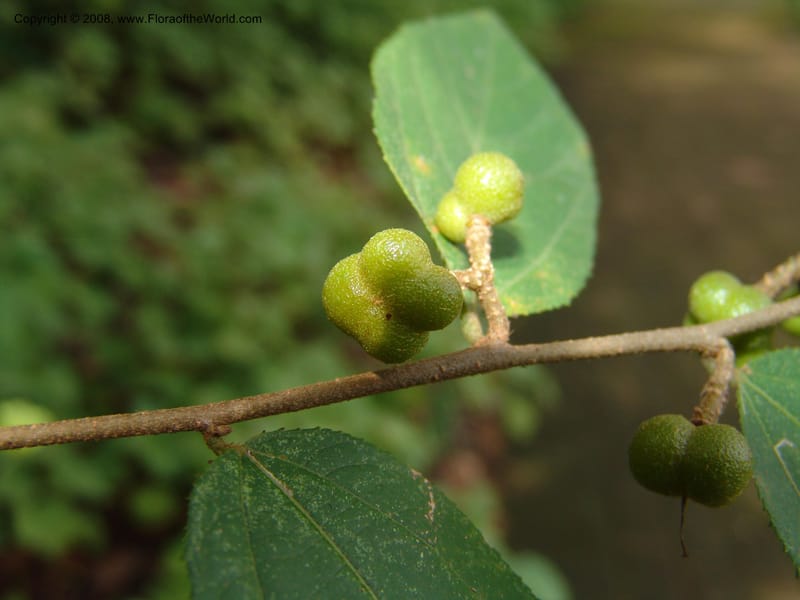 Grewia bicolor--So. Africa. Lowveld Nat. Bot. Gard. 14 Mch 05. 151.jpg