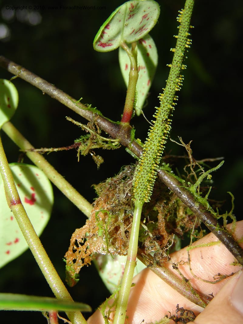 Peperomia, Croat 95716--Ecuador. Maquipucuna Biol. Res. Send. Princip. 11 Mar 06. 107 (12).jpg