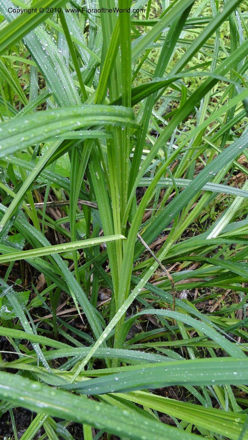 Carex, Mori 27442--North Carolina. Wake Co. Falls Lake. 25 May 2010. 078 (47).jpg