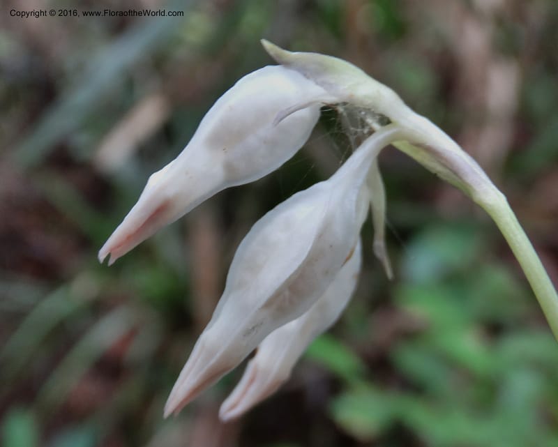 Burmannia longifolia, Davidson, C 12739--Sabah. Mt. Kinabalu. Bundu Tuhan Trail. 11 Oct 2014. DSC04153 (129).JPG