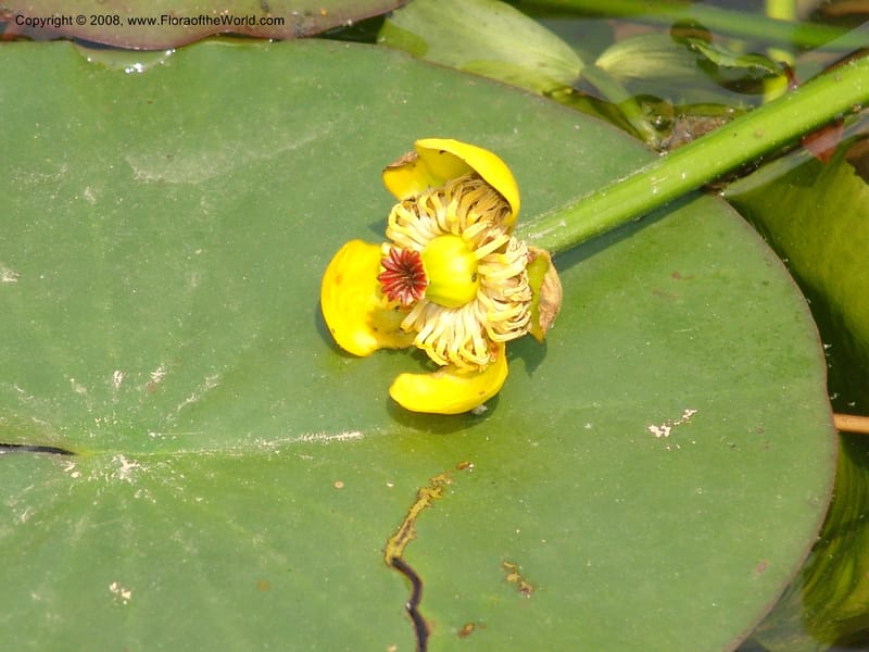 Nuphar pumila--China. Hubei. Wuhan Botanical Garden. 20 Apr 07. 132.jpg