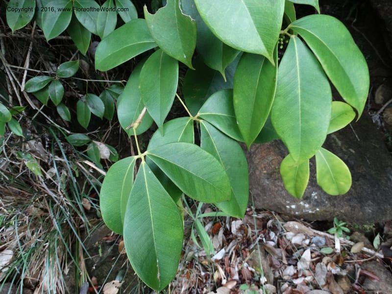 Schefflera, Davidson, C 12648--Sabah. G. Silam. 1 Oct 2014. DSC00937 (130).JPG