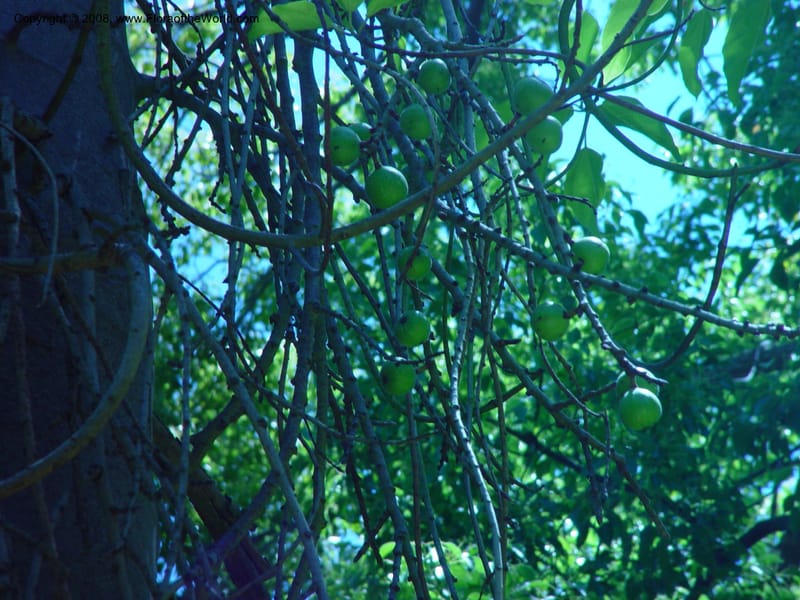 Ficus sur--So. Africa. Cape Province. Stellenbosch Bot. Garden. 21 Nov 02. 026.jpg