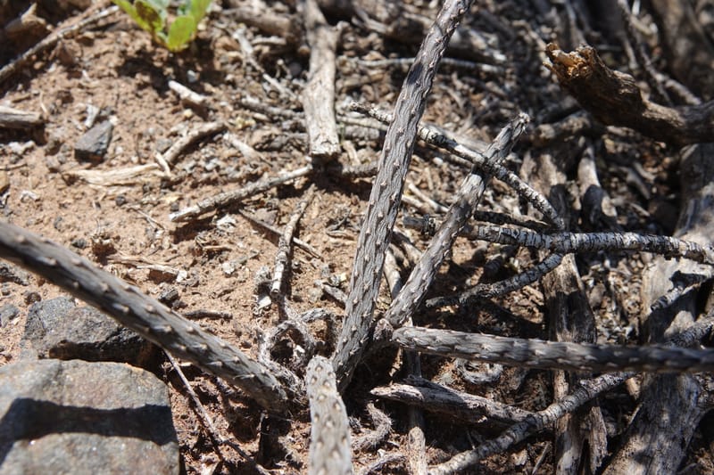 Pterocactus tuberosus--Argentina. Hwy 150, S of Ischigualasto. 7 Feb 2018. DSC09263 (74).JPG