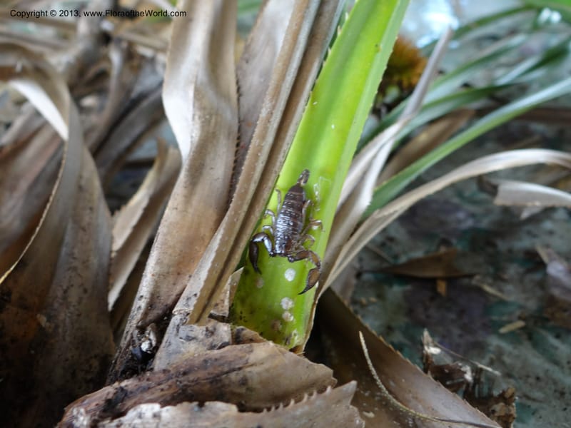 Pandanus helicopus, Callmander 1023--Sabah. Klias Forest Reserve. 3 Apr 2012. DSC06489 (224).JPG