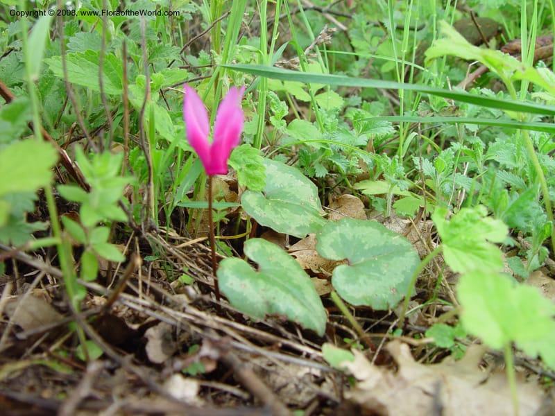 Cyclamen repandum--Italy. Abruzzo. Roccamorice, Eremi di San Bartolome. 10 May 02. 046.jpg