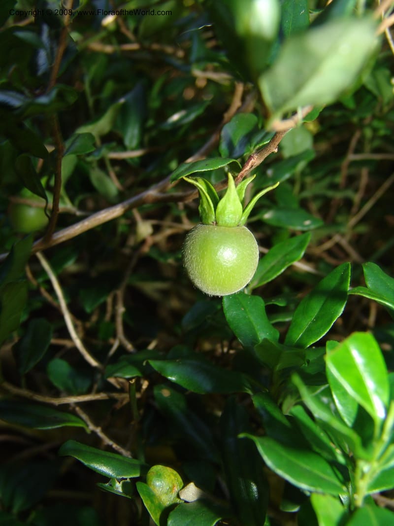 Diospyros dichrophylla--So.Africa. E. Cape. Maitland Nat.Res. 5 Mch 05. 187.jpg