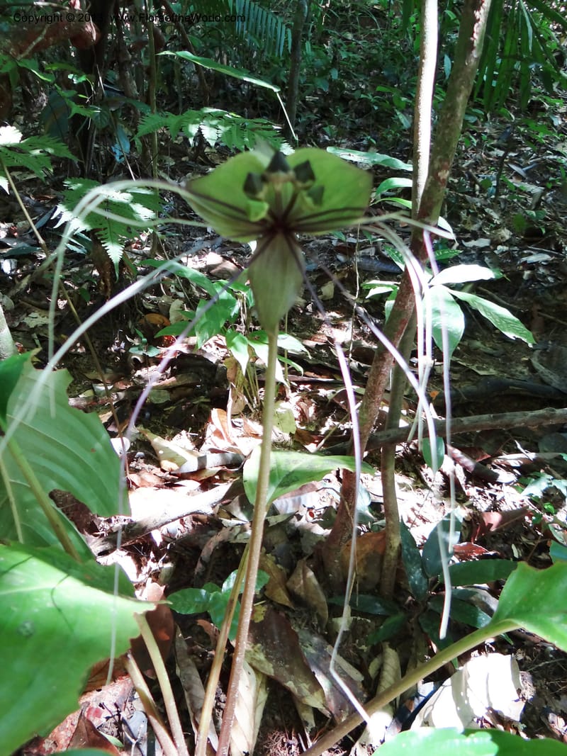 Tacca, VC 5596--Thailand. Ranong Prov. Klong Naka Wildlife Sanctuary. 14 Nov 2012. DSC09055 (144).JPG