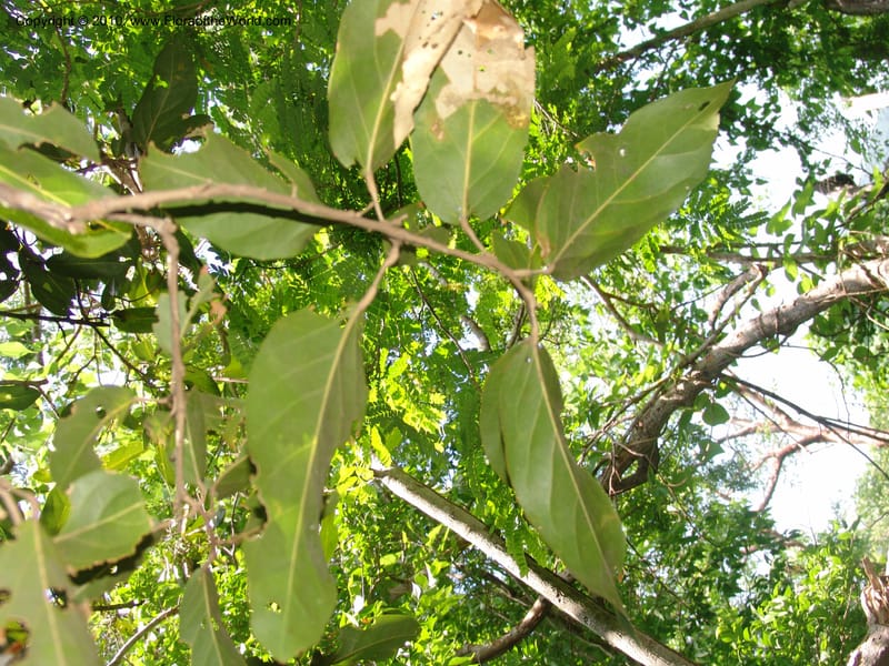 Morisonia americana, R. Ramirez D., xx--MX. Jalisco. Res. Las Joyas, La Manzanilla. 1 Aug 2007. 112 (2).jpg