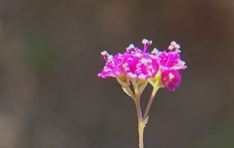 Boerhavia diffusa var. leiocarpa, Fortunato 13150--Argentina. S. of San Augustin. Las Bretes. 8 Feb 2018. DSC09370 (196).JPG