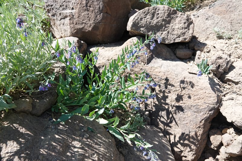 Mertensia ciliata, C. Davidson 13875--ID. Fremont Co. Sawtelle Pk. Stop 7. 30 Jul 2018. DSC08259 (18).JPG