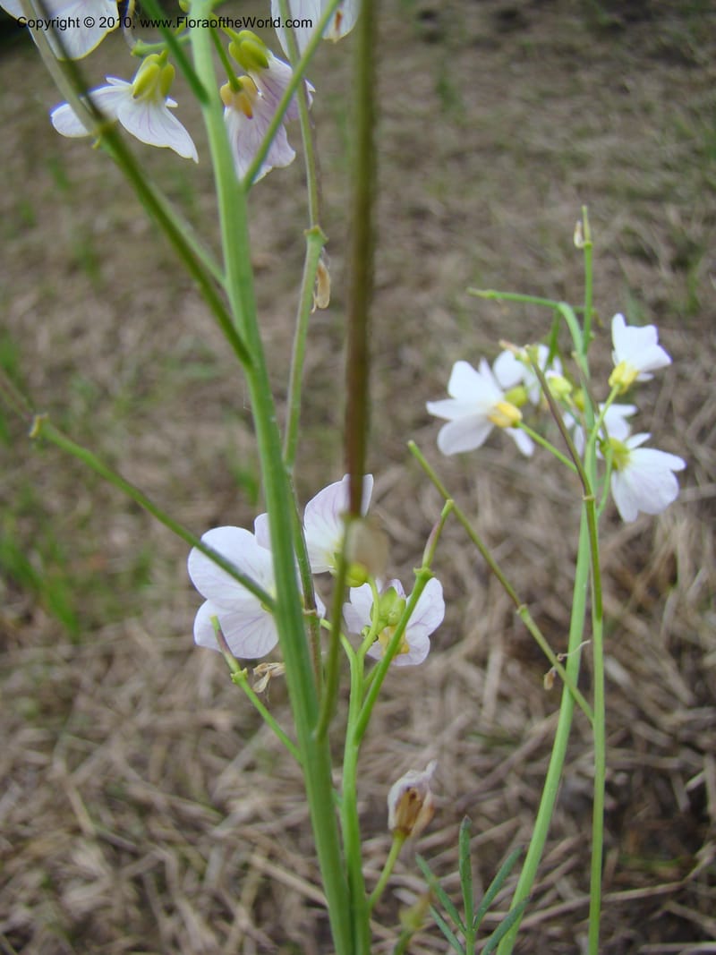 Rorippa, C. Davidson 11200--Slovenia, Notranjska Region, Meadow near Planina at Unica River, 16 May 2008018 (20).jpg