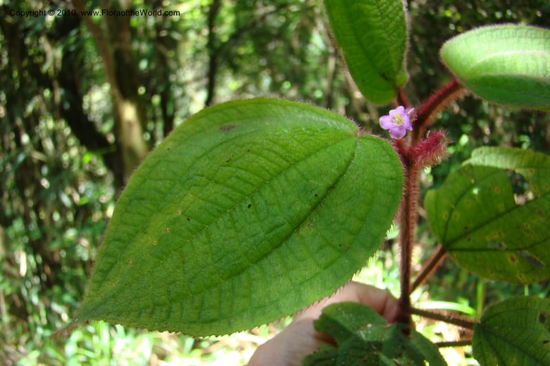 Allomorphia inaequifolia, Regalado 1746--Viet Nam. Thua Thien Hue Prov. Phu Loc Distr. Bach Ma. 13 Apr 09. 309.jpg