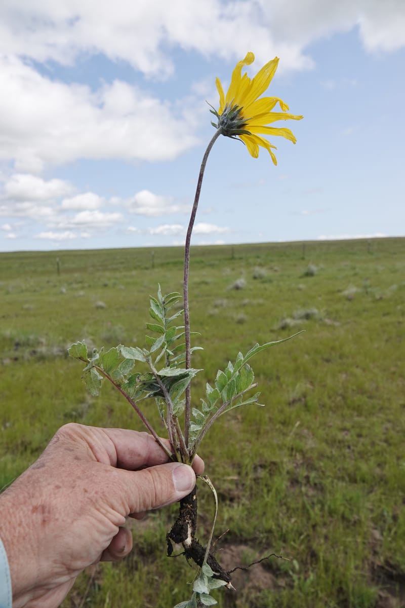 Balsamorhiza incana, C. Davidson 13776--Oregon. Wallowa Co. Trail Cr. Rd. Stop 1. 5 Jun 2018. DSC04910 (38).JPG