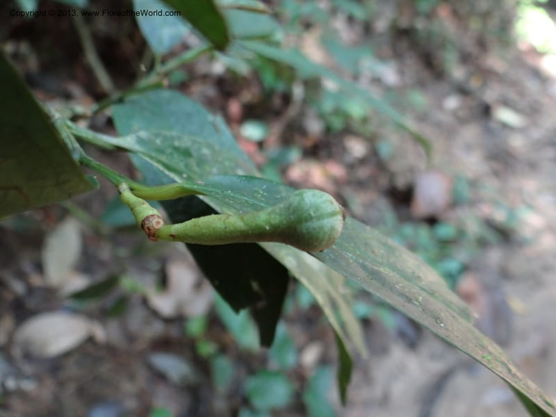 Anaxagorea, VC 5656--Thailand. Trang. Khao Baan Thad. 17 Nov 2012. DSC00079 (43).JPG